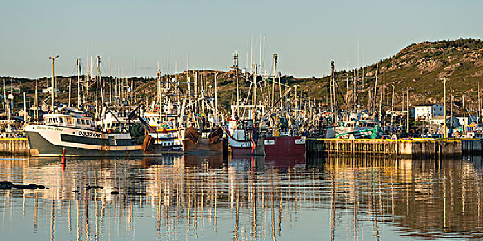 船,港口,特威林盖特,南,特威林盖特岛,纽芬兰,拉布拉多犬,加拿大