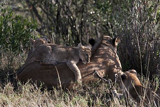 雌狮,狮子,幼兽,树林,马赛马拉国家保护区,肯尼亚