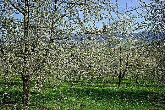 德国,盛开,苹果树,果园,春天