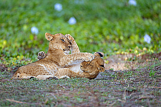 幼兽,狮子,幼狮,打闹,赞比西河下游国家公园,赞比亚,非洲