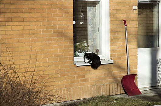 黑猫,窗户