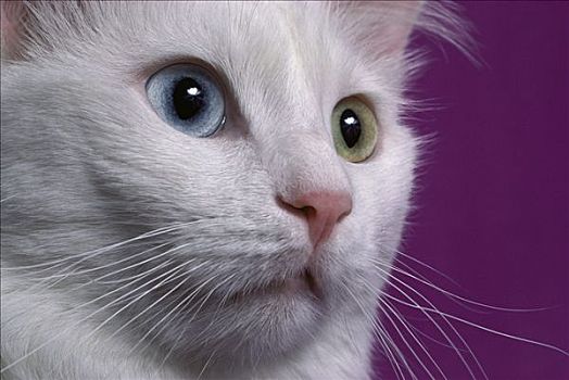 家猫,白色,成年,猫,一个,蓝眼睛,眼,状况,视野