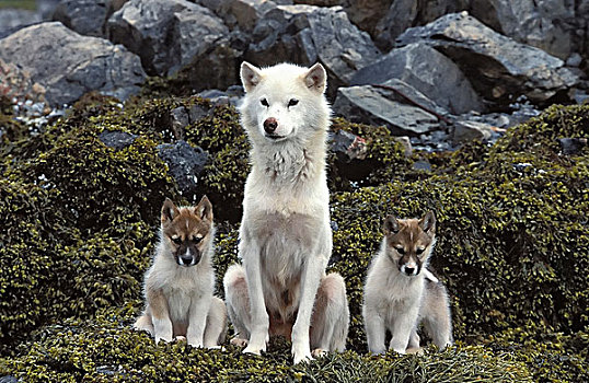 雪橇狗,小狗,岛屿,靠近,格陵兰