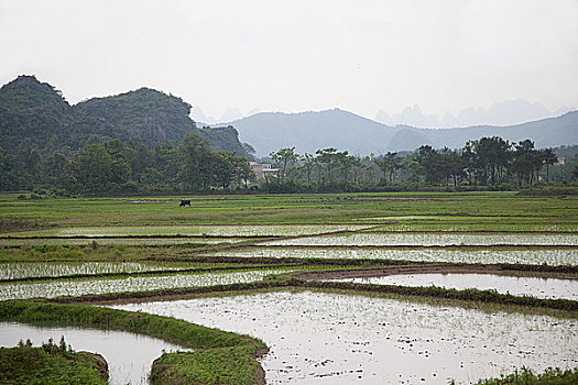 中国,广西,阳朔,稻田