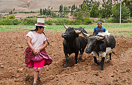 耕作,图像,情侣,牛,农场,小镇,秘鲁,南美