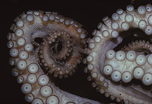 章鱼,真蛸,触角,20世纪,艺术家