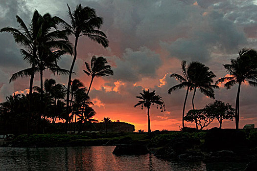 棕榈树,剪影,日落,考艾岛,夏威夷,美国