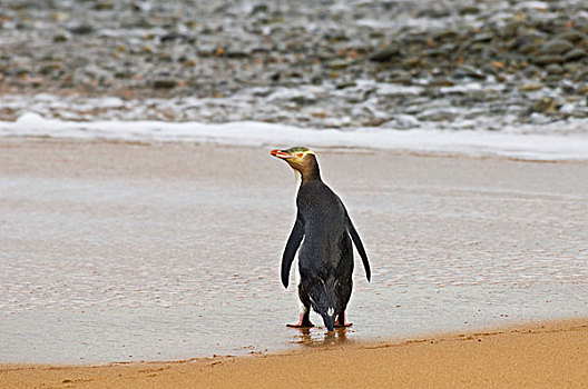 企鹅,成年,站立,海滩,奥玛鲁,南岛,新西兰