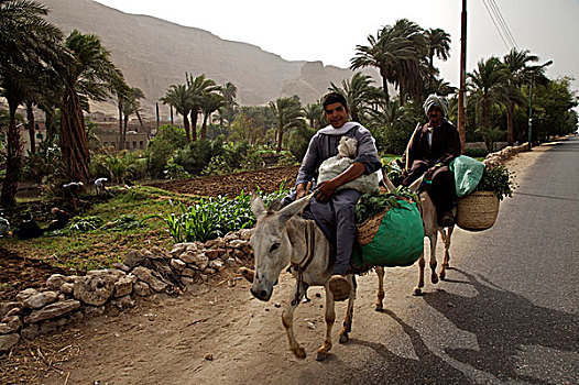 男人,驴,乡村,公里,北方,城市,地区,埃及,六月,2007年