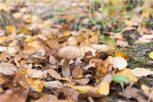 蘑菇,草,叶子