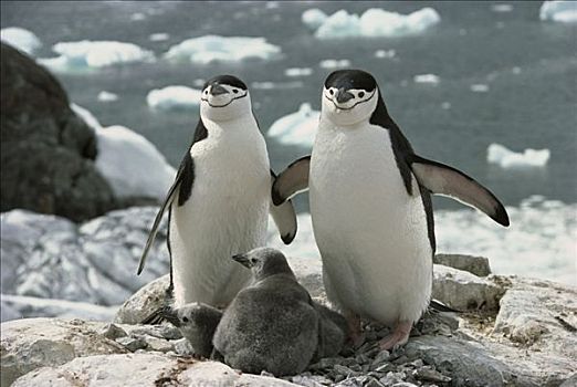 帽带企鹅,南极企鹅,父母,巢,南极