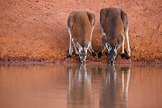 红袋鼠,喝,水潭,国家公园,新南威尔士,澳大利亚