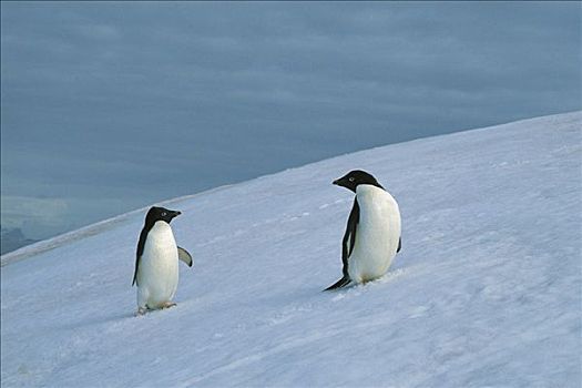 阿德利企鹅,一对,雪原,南极半岛,南极