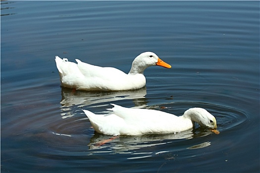 白色,驯服,鸭子,水塘