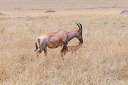 女性,转角牛羚,诞生,马赛马拉国家保护区,肯尼亚