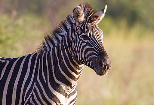 平原斑马,马,斑马,动物,国家公园,禁猎区,南非,非洲