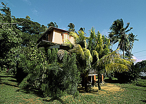 圭亚那,海滩,房子,后面,棕榈树