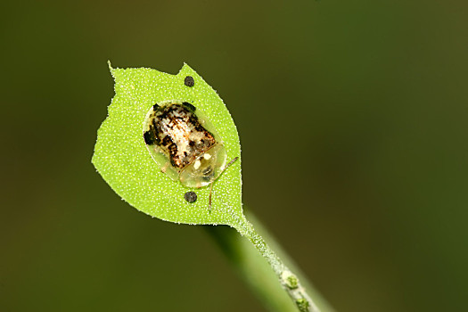 昆虫,甲虫类