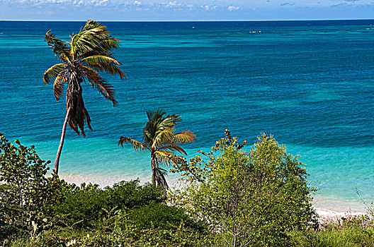 棕榈树,海洋,海滩,阿鲁巴,小安的列斯群岛,加勒比