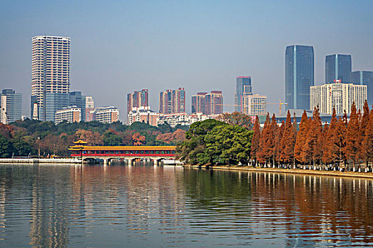 冬景,湖光冬色,水杉