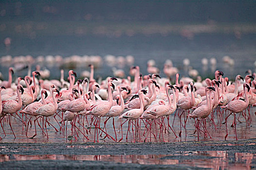 肯尼亚,纳库鲁湖国家公园,小火烈鸟,成群,纳库鲁湖