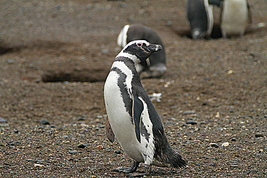 企鹅,巴塔哥尼亚