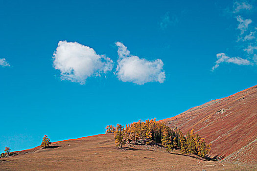 新疆阿勒泰喀纳斯秋天的山坡的树