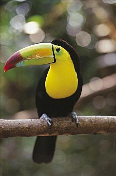 巨嘴鸟,鸟,伯利兹,中美洲,动物
