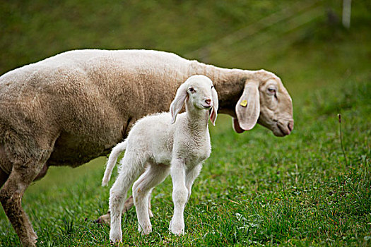 特写,诞生,羊羔,草,山坡,奥地利
