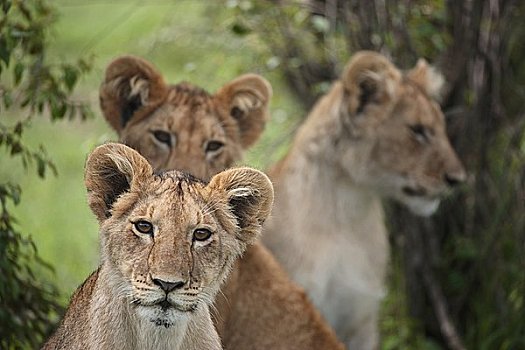 三个,幼兽,狮子,马赛马拉国家保护区,肯尼亚,东非,非洲