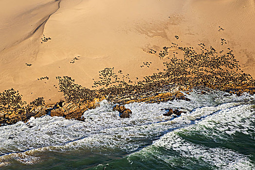 岬角毛海豹,毛海狮,生物群,海岸,纳米布沙漠,航拍,纳米比诺克陆夫国家公园,纳米比亚,非洲