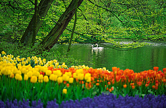 荷兰,白色,天鹅,水塘,春天,库肯霍夫花园