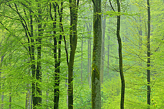 树林,春天,雨,施佩萨特,巴伐利亚,德国