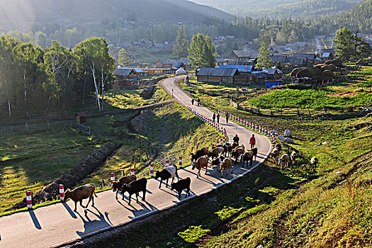 新疆喀纳斯景区白哈巴村风景