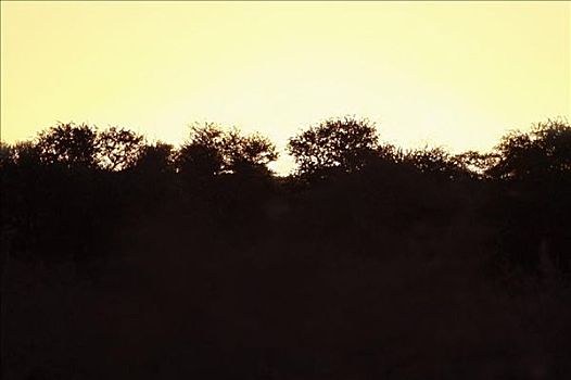 剪影,树,日落,卡拉哈里沙漠,博茨瓦纳