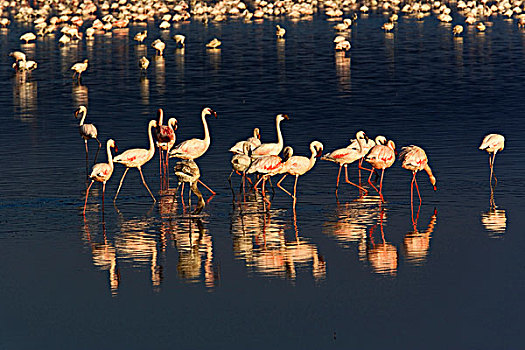 小红鹳,纳库鲁湖国家公园,肯尼亚