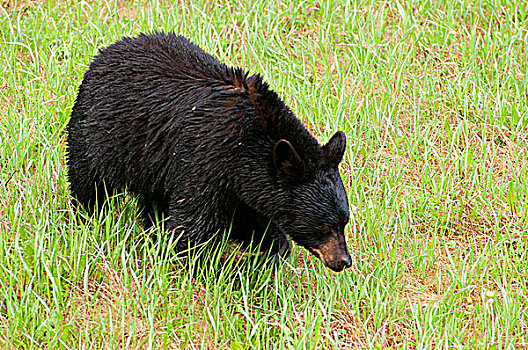美洲黑熊,树林,碧玉国家公园,艾伯塔省,加拿大