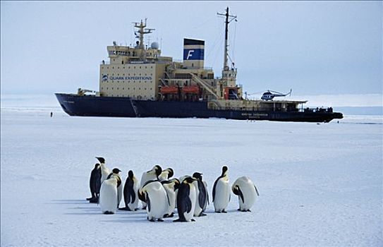 南极,威德尔海,阿特卡湾,帝企鹅,俄罗斯,破冰船