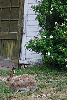 兔子,草地,正面,建筑
