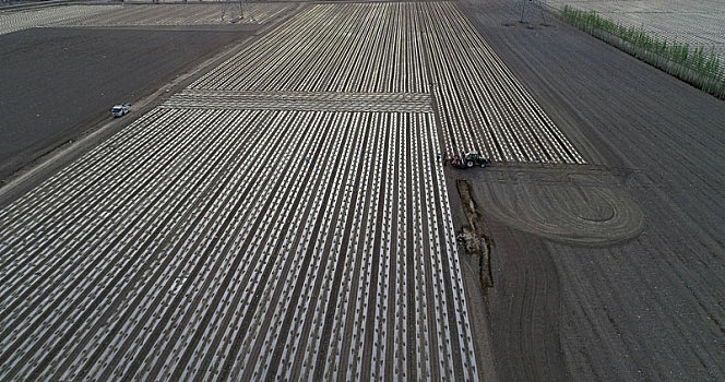 新疆哈密,兵团机采棉开拉开了棉花种植的序幕