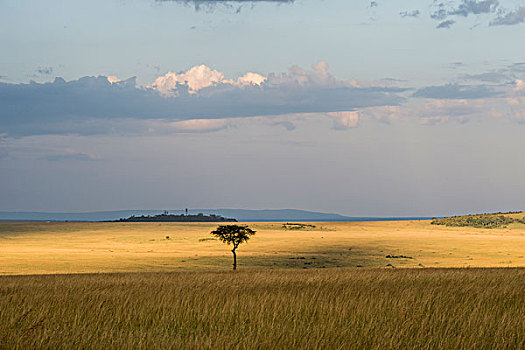 东非,肯尼亚,马赛马拉国家保护区,三角形,马拉河,盆地,日落,树,大幅,尺寸