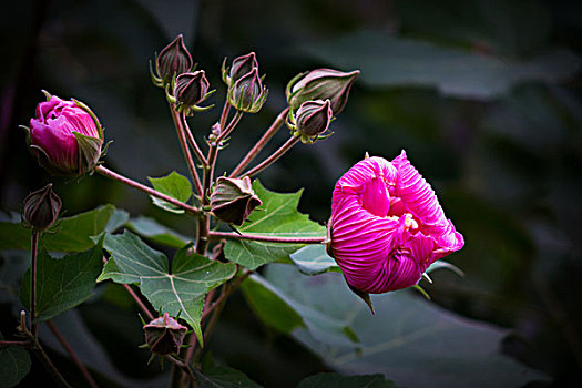 美丽的芙蓉花,木芙蓉,拒霜花,木莲,地芙蓉,华木