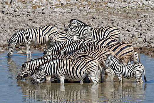 牧群,斑马,马,两个,小马,站在水中,喝,水坑,埃托沙国家公园,纳米比亚,非洲