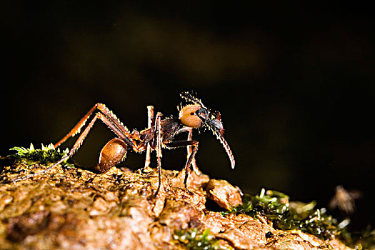 行军蚁,雨林,哥斯达黎加,中美洲