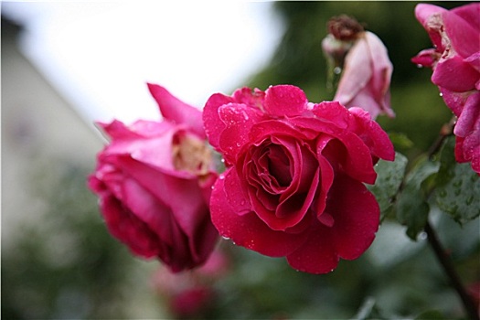 活力,粉红玫瑰