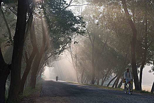 印度,奥里萨帮,地区,树林,道路,早晨,雾气