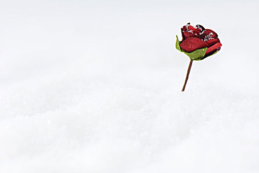 玫瑰,雪中