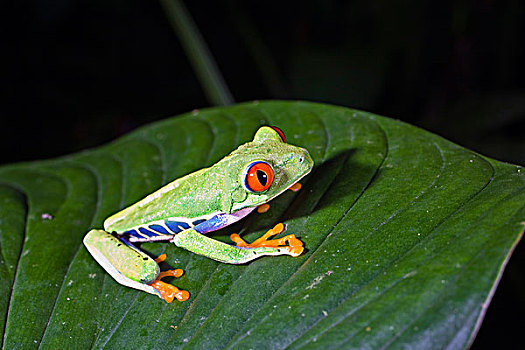 炫丽,树蛙,红眼树蛙,雨林,哥斯达黎加,中美洲