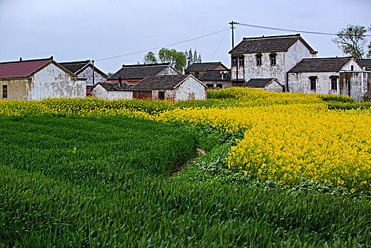 江苏,兴化,水乡,乡村,早晨,油菜花,春天