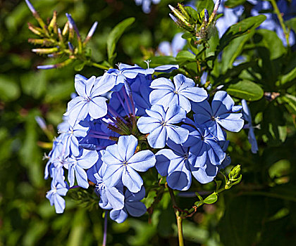 野外,蓝花,黑山